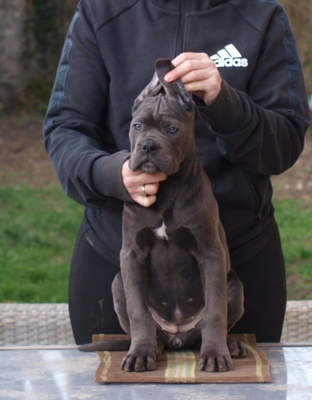 Cane Corso - From Russians Traditions