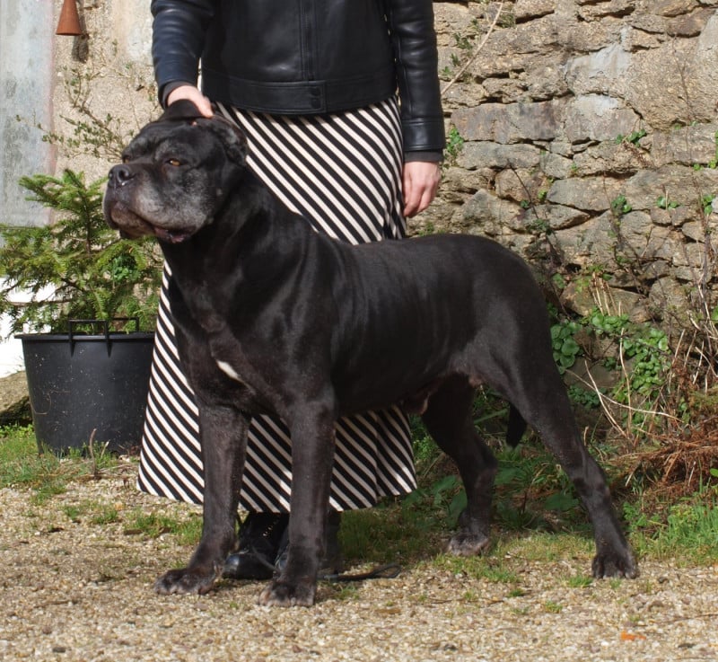 Cane Corso - From Russians Traditions