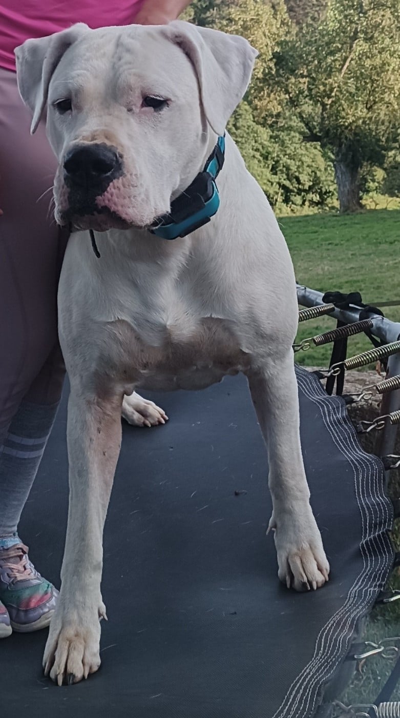 Torrida del angel de los volcanos