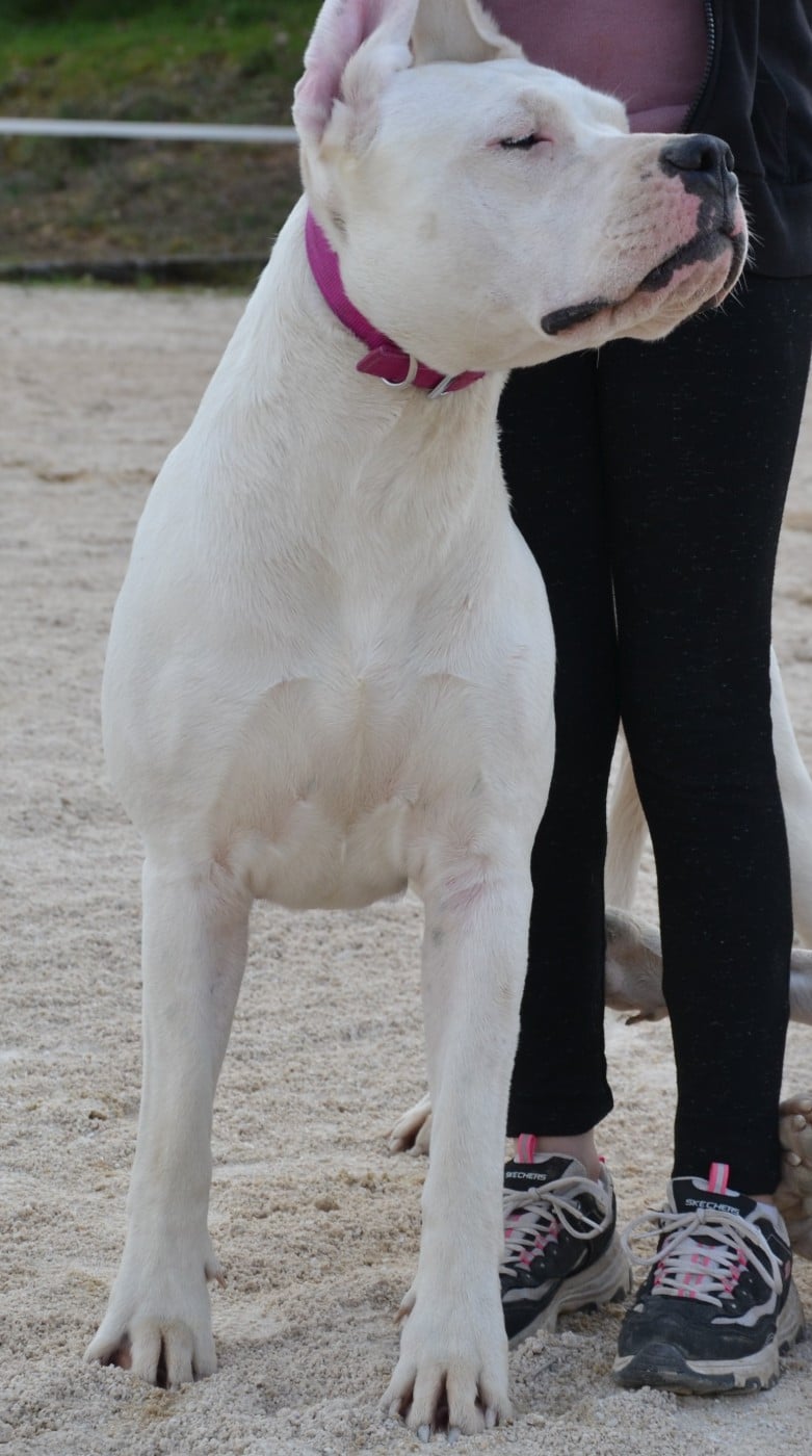 Torrida del angel de los volcanos