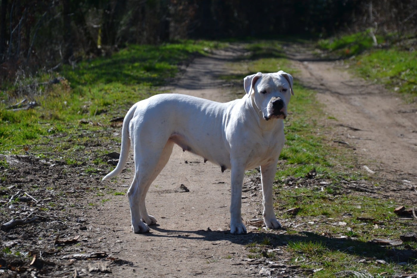 Torrida del angel de los volcanos