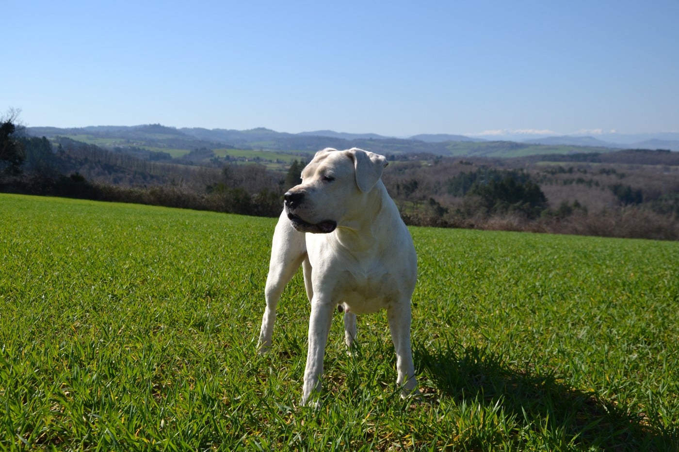 Torrida del angel de los volcanos