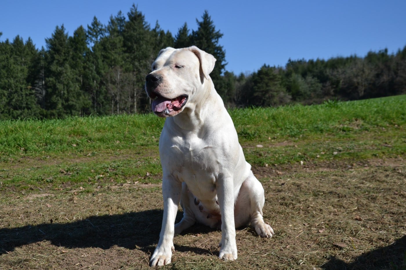 Torrida del angel de los volcanos