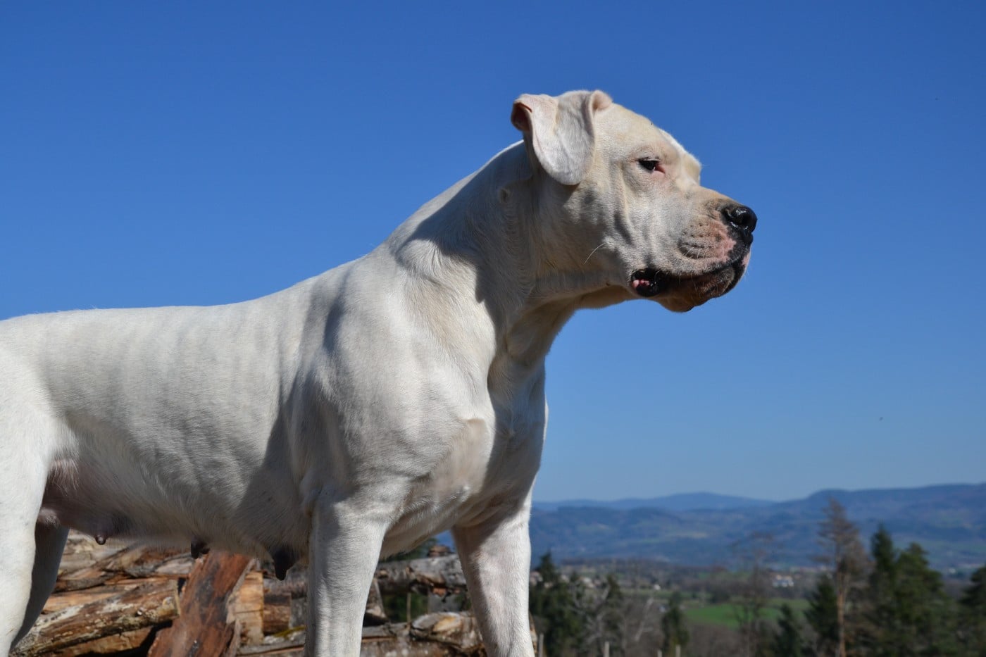 Torrida del angel de los volcanos