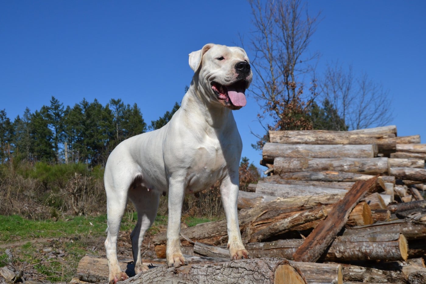 Torrida del angel de los volcanos