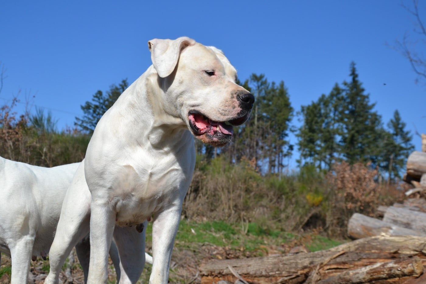 Torrida del angel de los volcanos