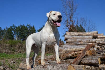 del angel de los volcanos