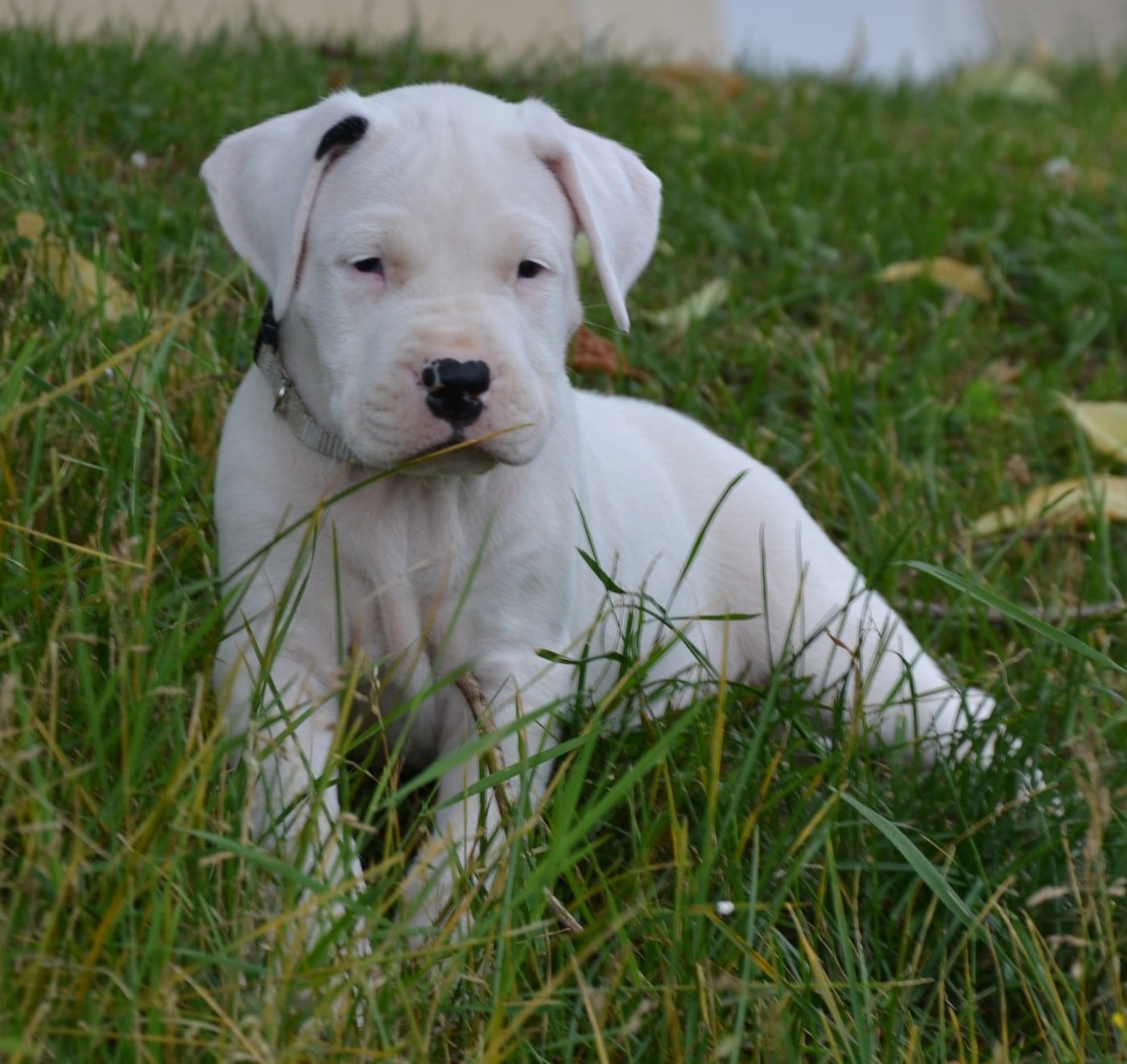 Dogo Argentino - del angel de los volcanos