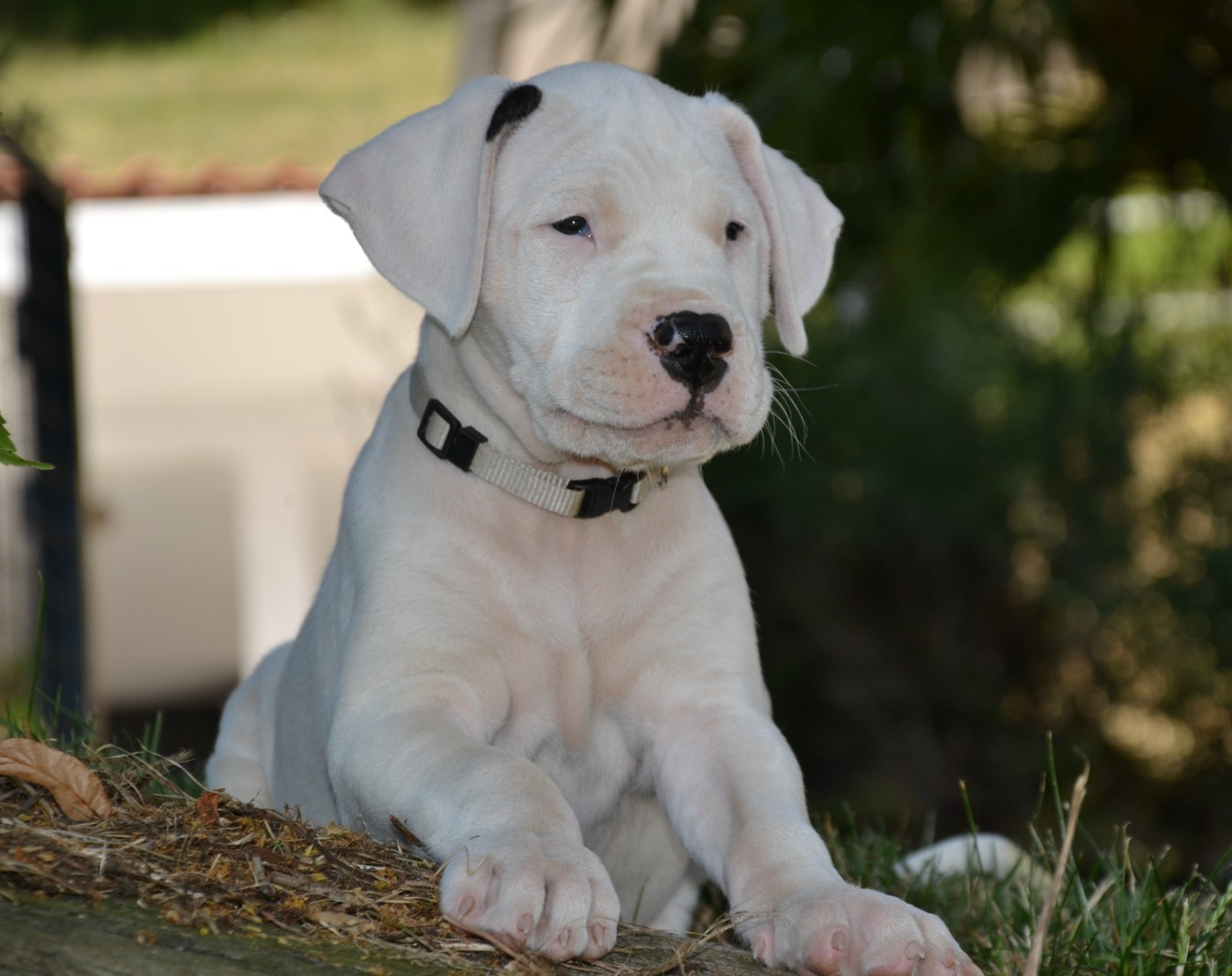 Dogo Argentino - del angel de los volcanos
