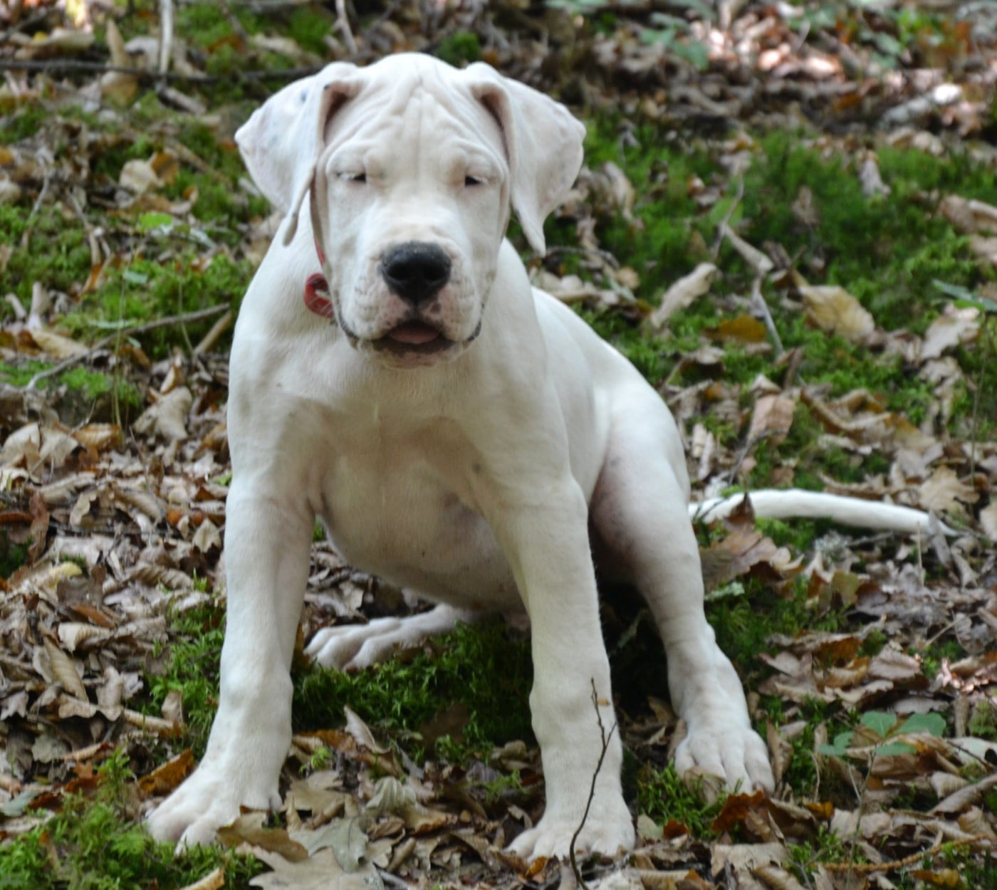 Dogo Argentino - del angel de los volcanos