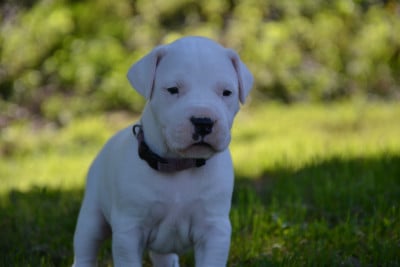 Les chiots de Dogo Argentino