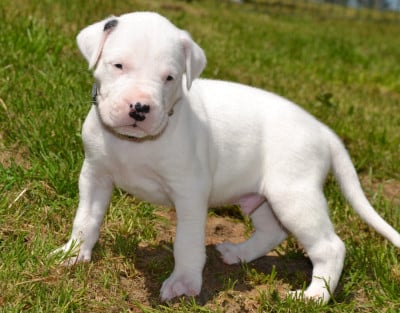 Les chiots de Dogo Argentino
