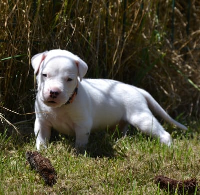 Les chiots de Dogo Argentino