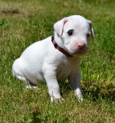 Les chiots de Dogo Argentino