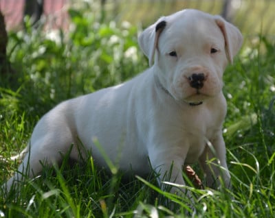 Les chiots de Dogo Argentino