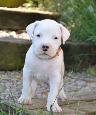 Les chiots de Dogo Argentino