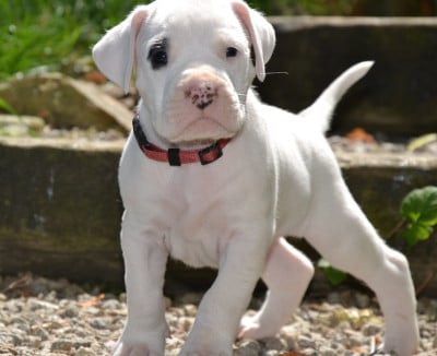 Les chiots de Dogo Argentino