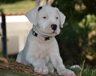 Les chiots de Dogo Argentino