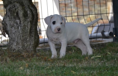 Les chiots de Dogo Argentino