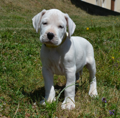 Les chiots de Dogo Argentino