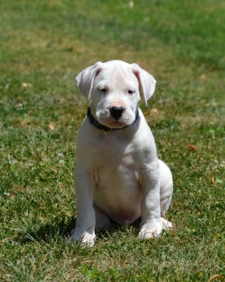 Collier bleu - Dogo Argentino