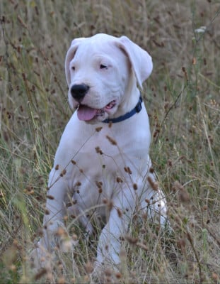 Les chiots de Dogo Argentino