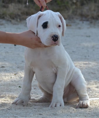 Les chiots de Dogo Argentino