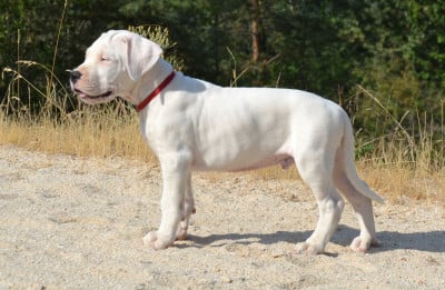 Les chiots de Dogo Argentino
