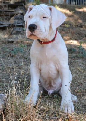 Les chiots de Dogo Argentino