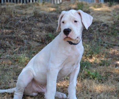 Les chiots de Dogo Argentino