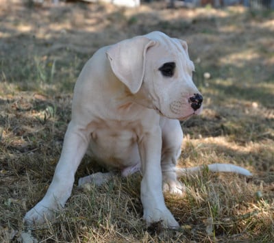 Les chiots de Dogo Argentino
