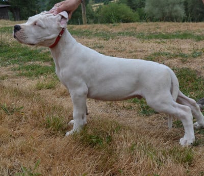Les chiots de Dogo Argentino