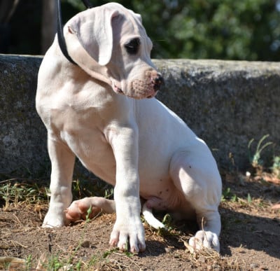 Les chiots de Dogo Argentino