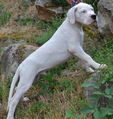 Les chiots de Dogo Argentino