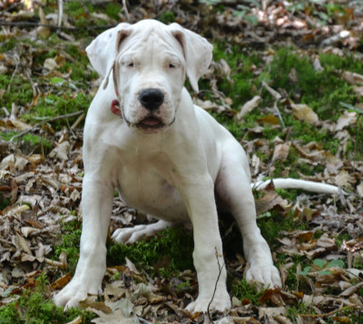 Les chiots de Dogo Argentino