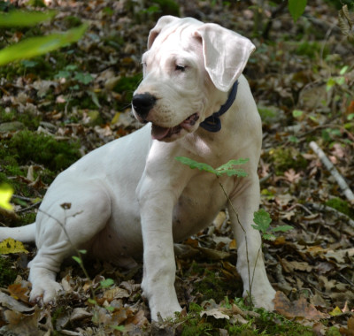 Les chiots de Dogo Argentino