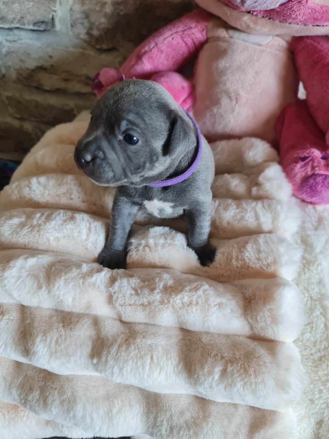 Bella du Domaine de la fleur royale