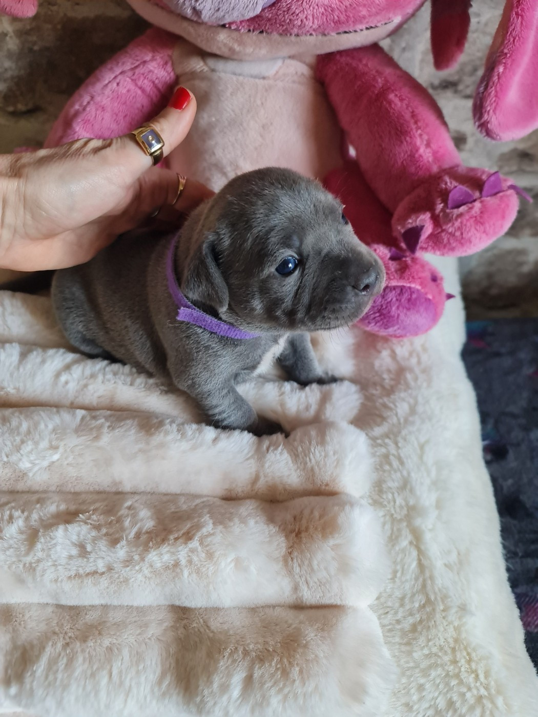 Bella du Domaine de la fleur royale