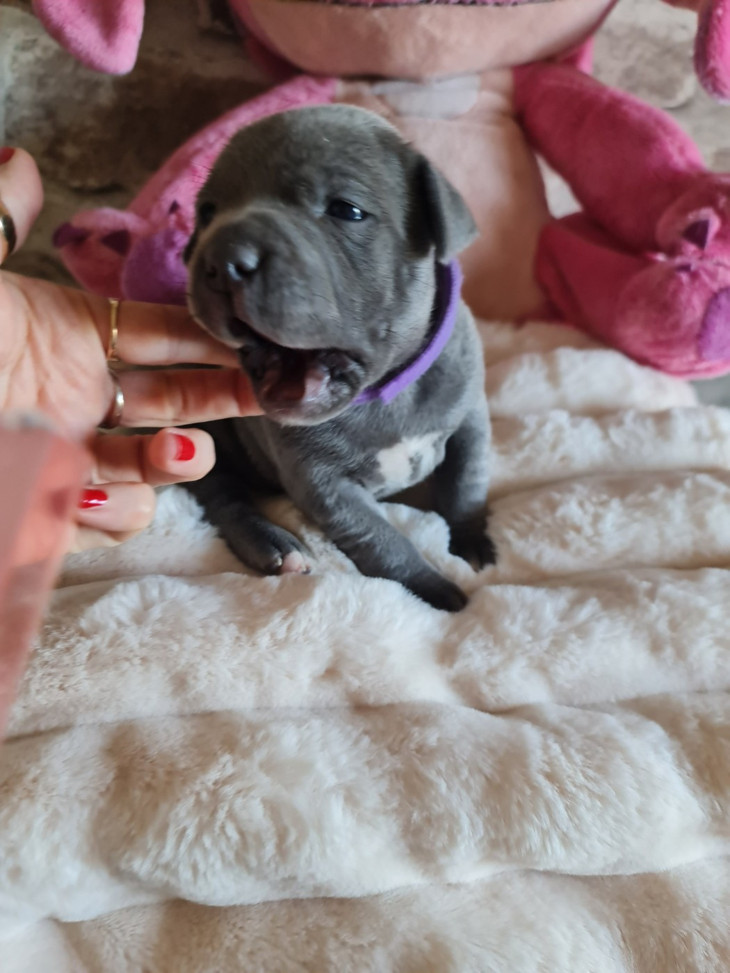 Bella du Domaine de la fleur royale