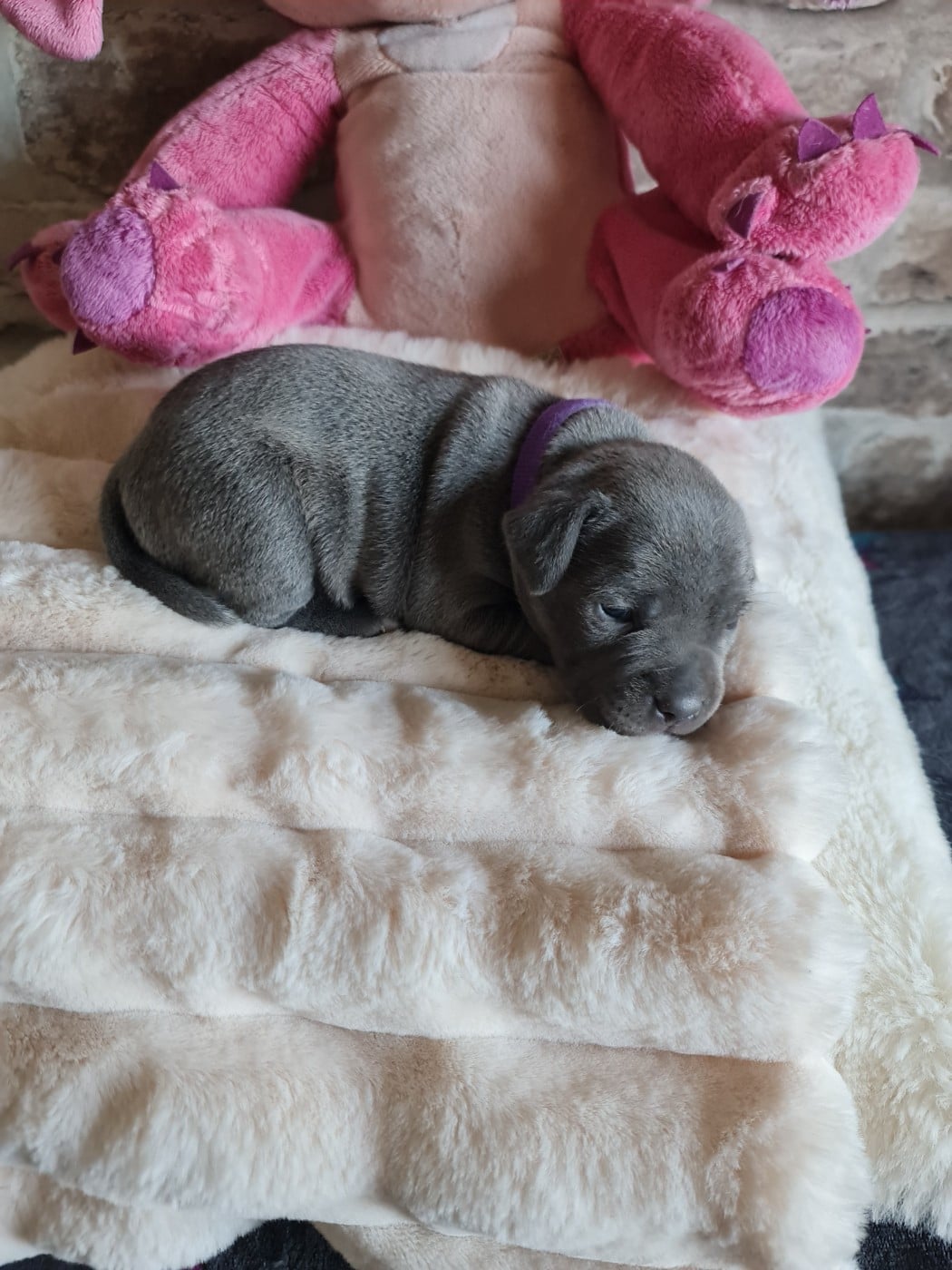 Bella du Domaine de la fleur royale