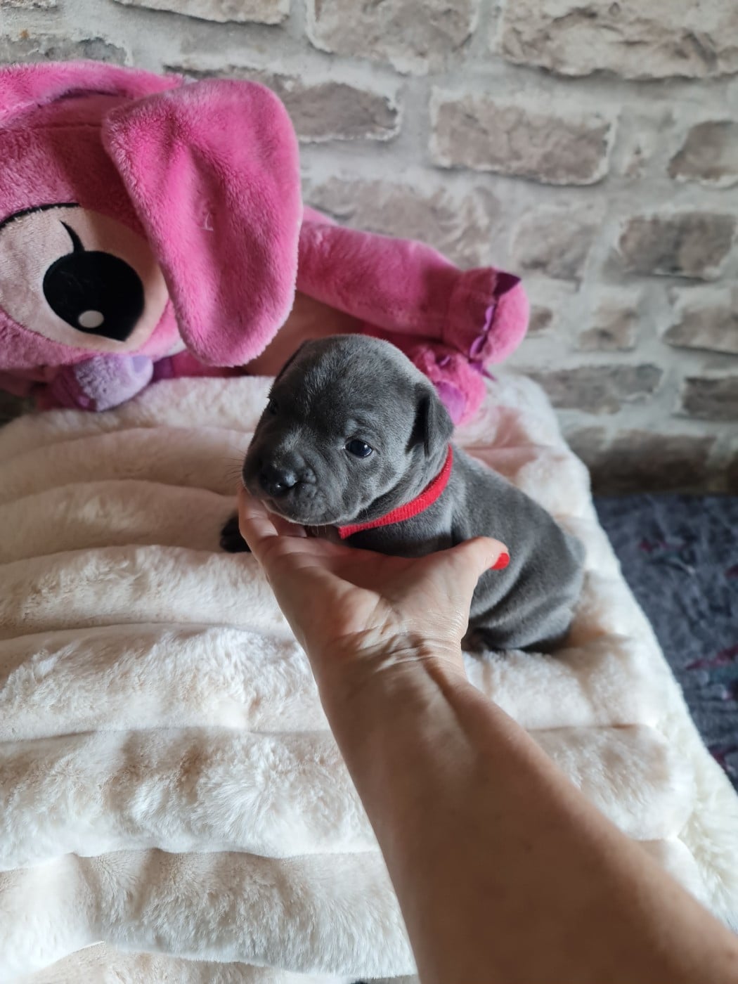 Baïlla du Domaine de la fleur royale