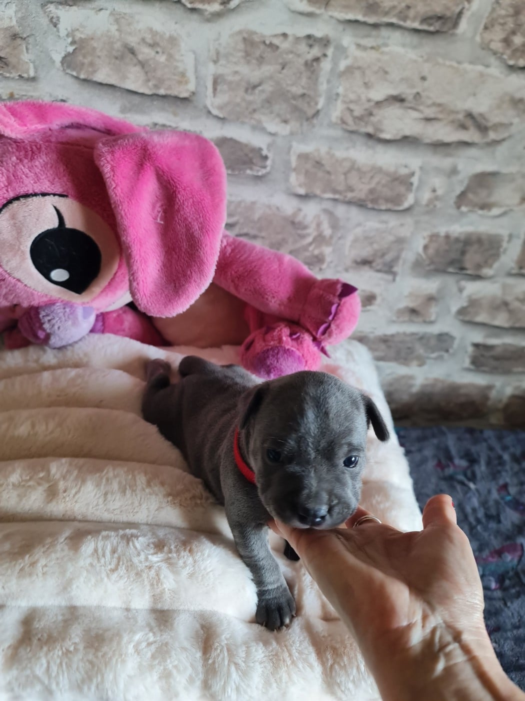 Baïlla du Domaine de la fleur royale