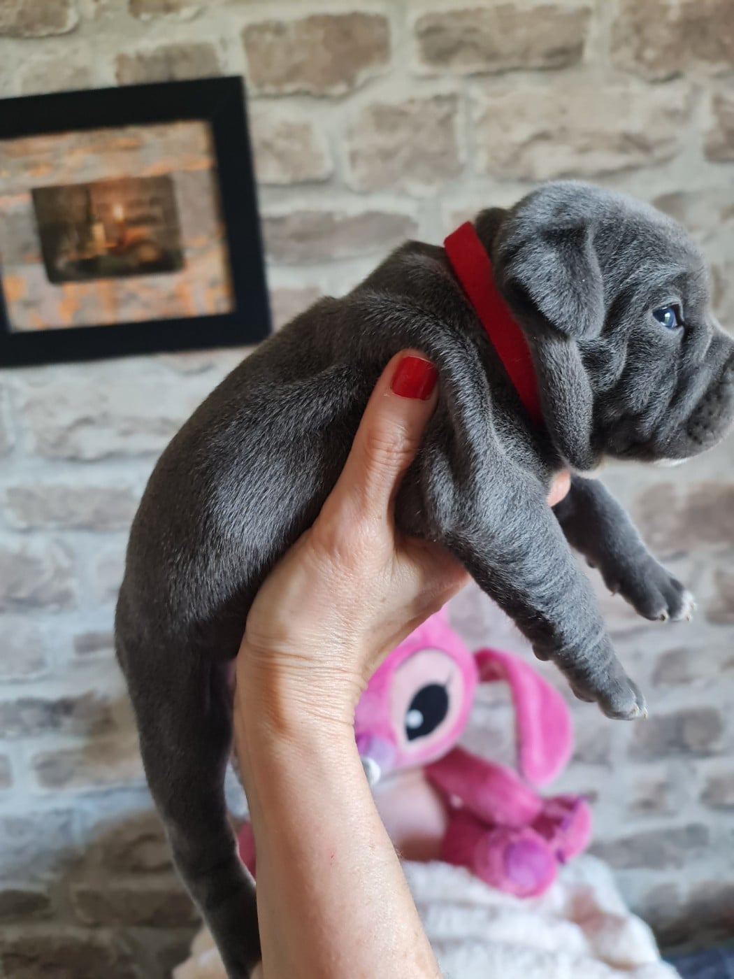 Baïlla du Domaine de la fleur royale