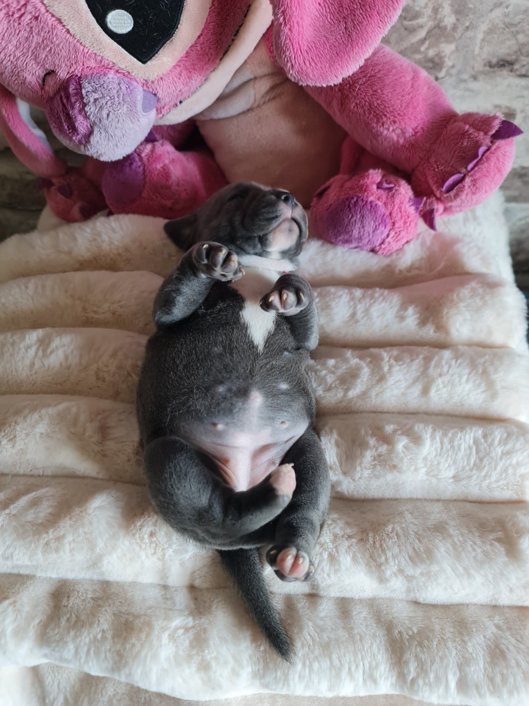 Baïlla du Domaine de la fleur royale