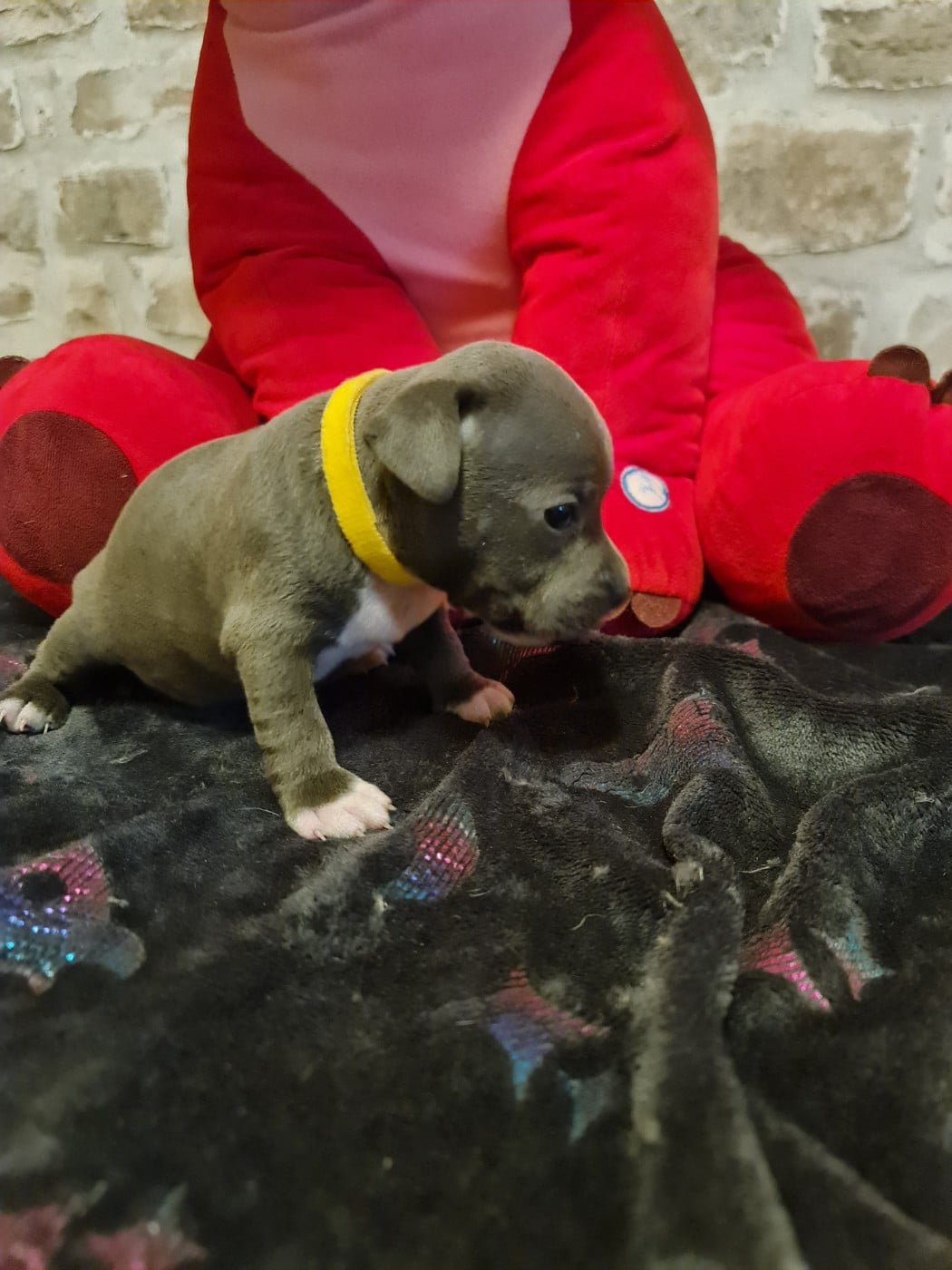 Staffordshire Bull Terrier - du domaine de la fleur royale