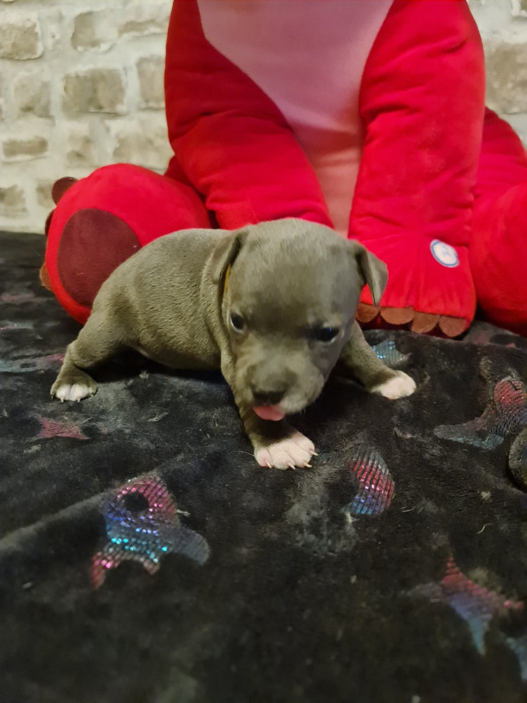 Balma du Domaine de la fleur royale