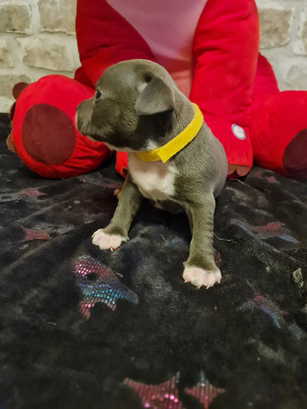 Balma du Domaine de la fleur royale