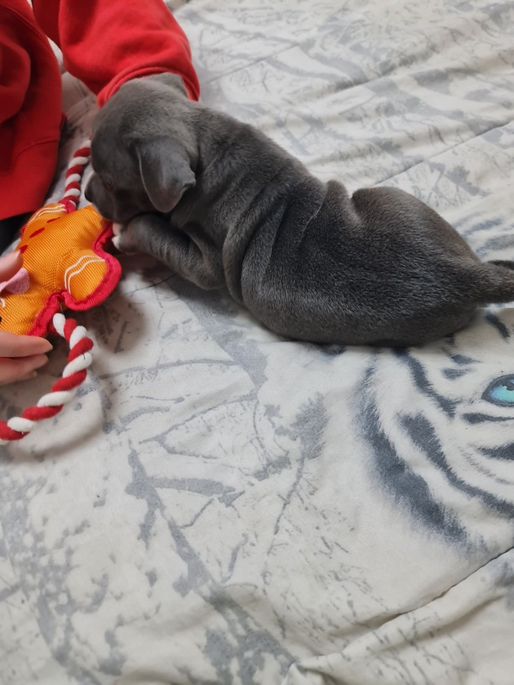 Staffordshire Bull Terrier - du domaine de la fleur royale