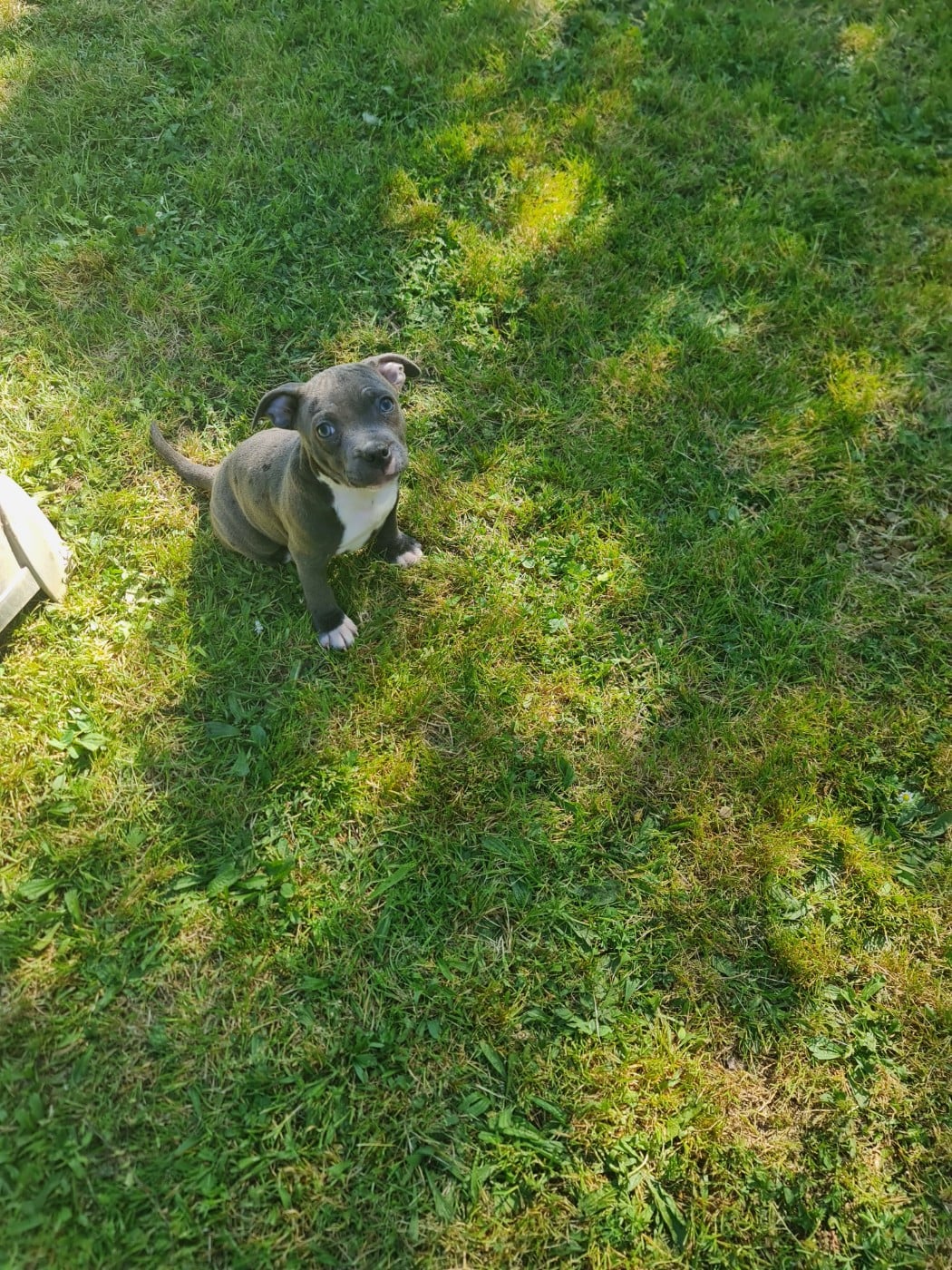 Staffordshire Bull Terrier - du domaine de la fleur royale