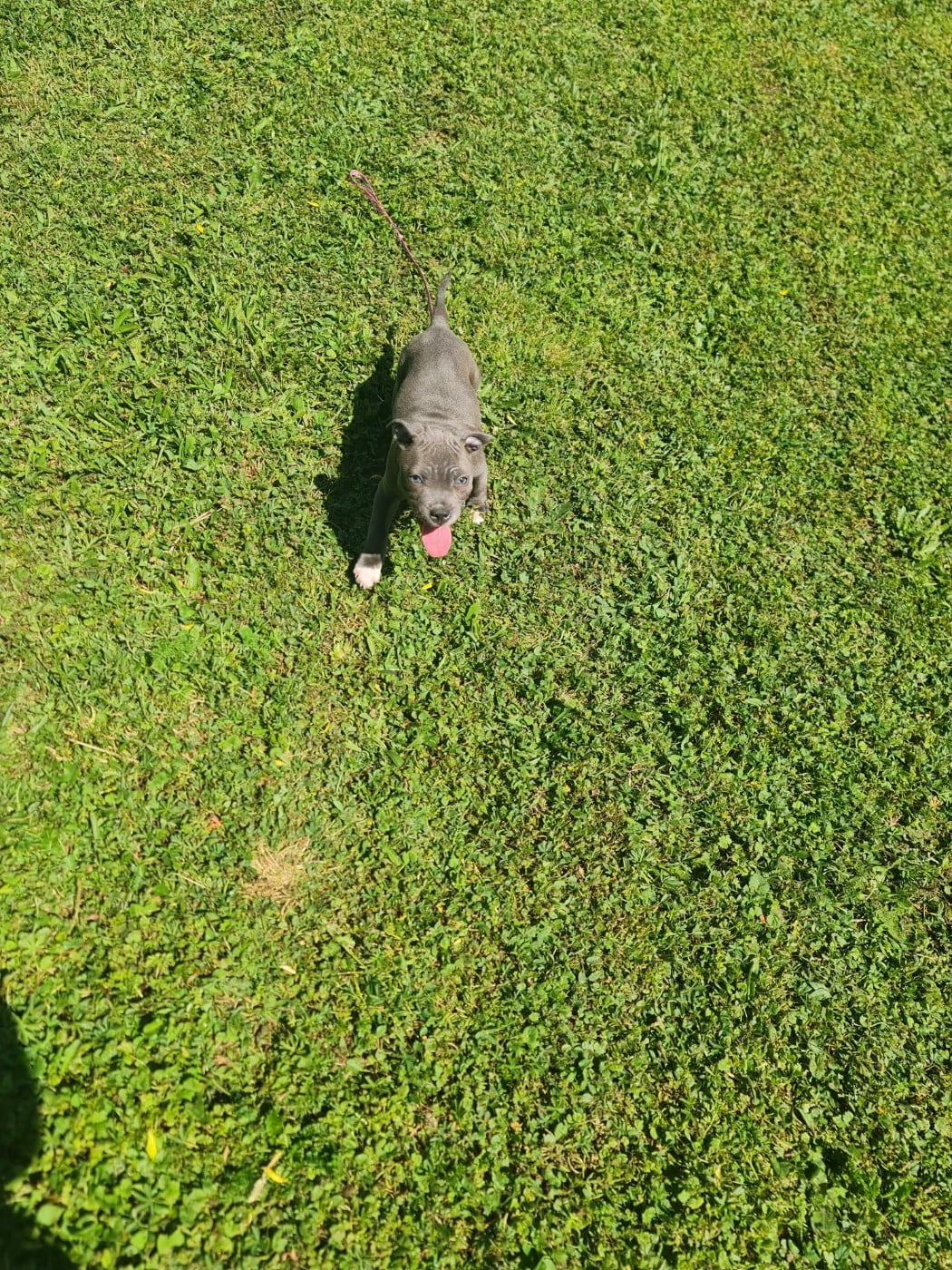 Staffordshire Bull Terrier - du domaine de la fleur royale